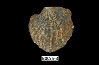 藏品(黑蝶珍珠蛤)的圖片